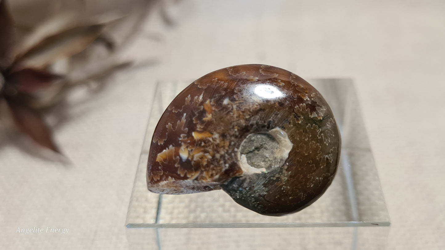 FOSSIL - Ammonite (xs)