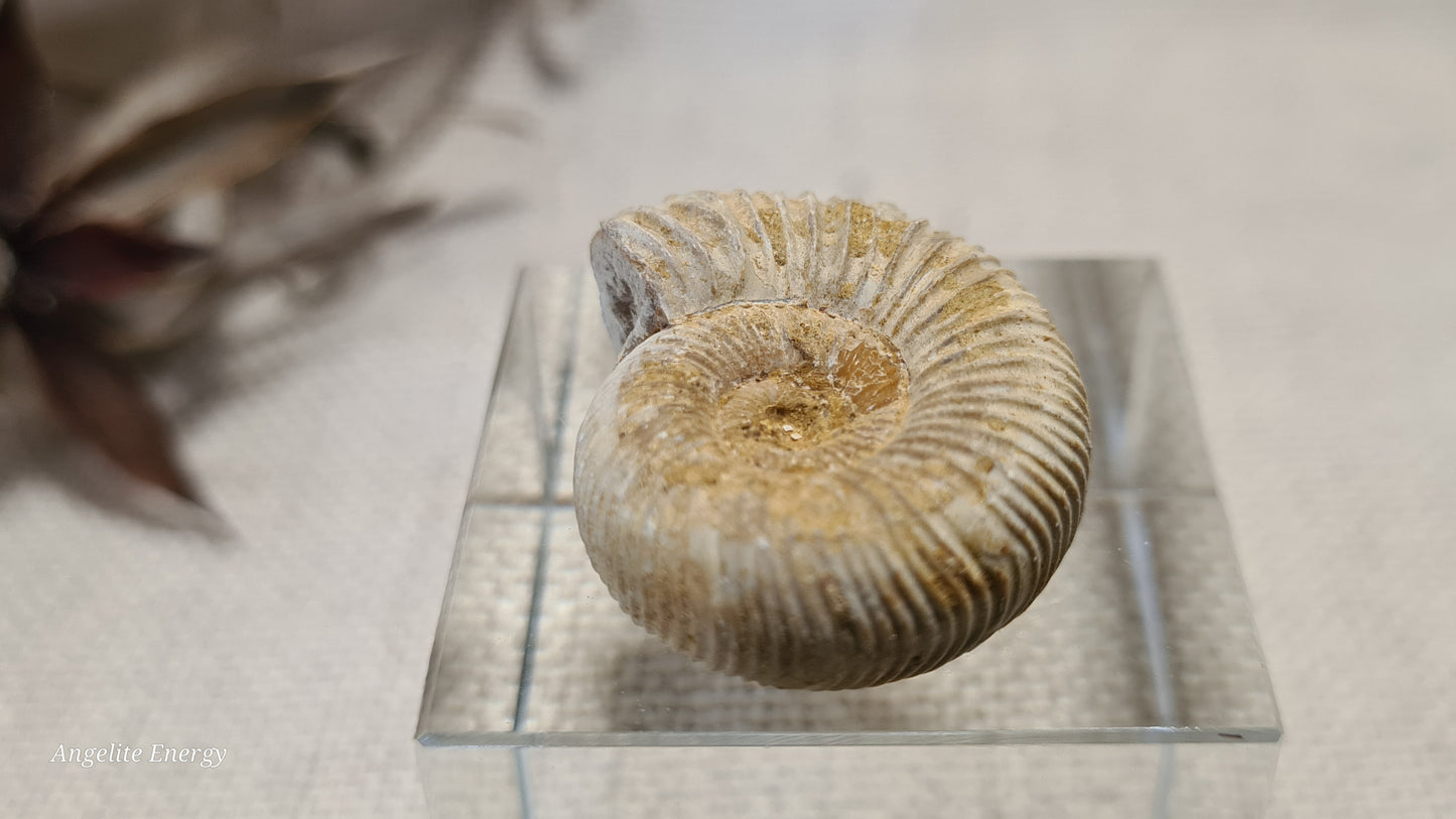 FOSSIL - Ammonite - Raw (xs)