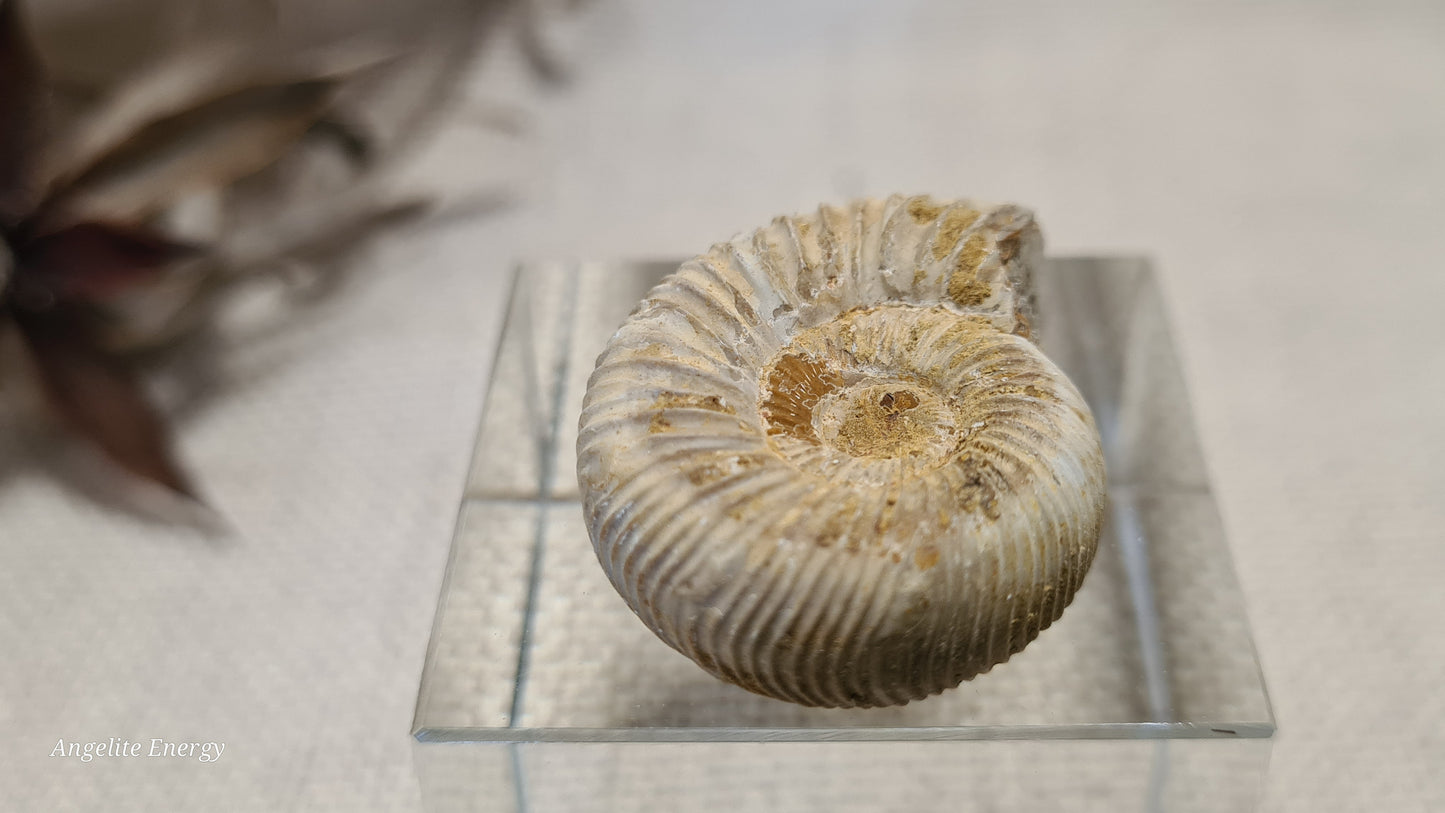FOSSIL - Ammonite - Raw (xs)