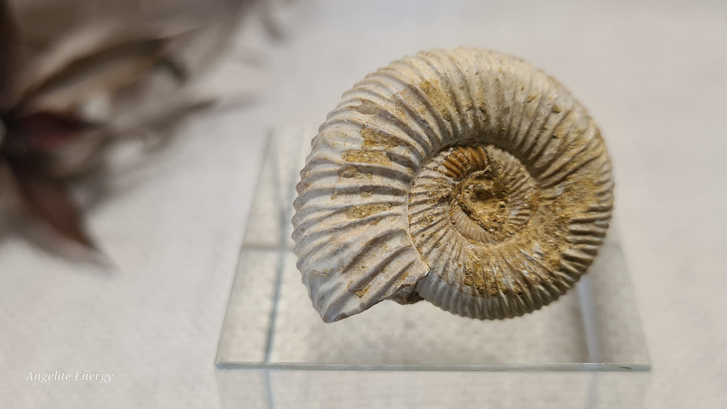 FOSSIL - Ammonite - Raw (xs)