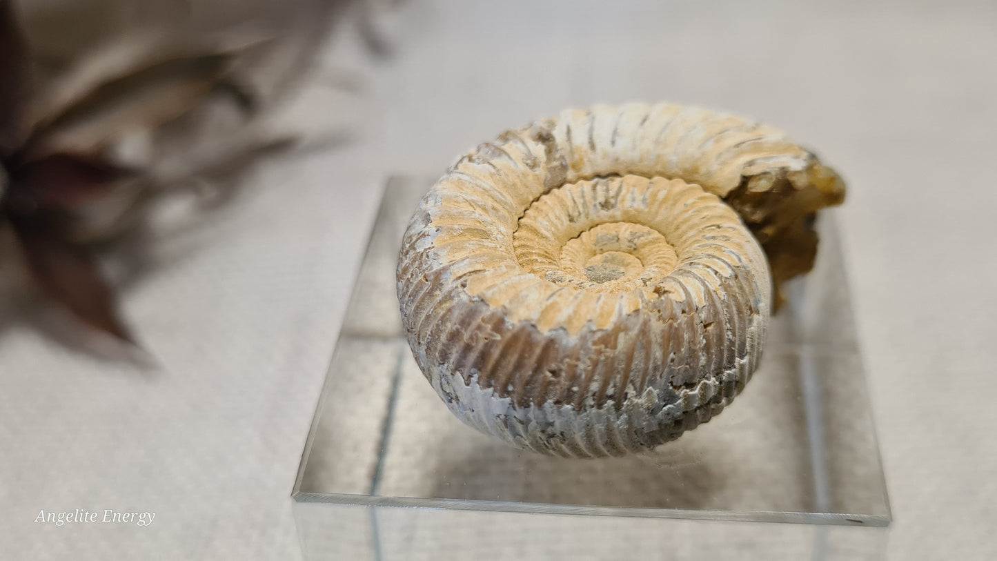 FOSSIL - Ammonite - Raw (xs)