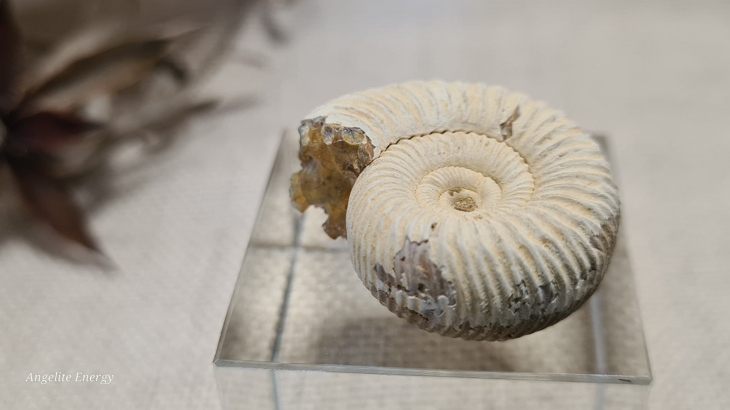 FOSSIL - Ammonite - Raw (xs)