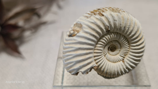 FOSSIL - Ammonite - Raw (xs)