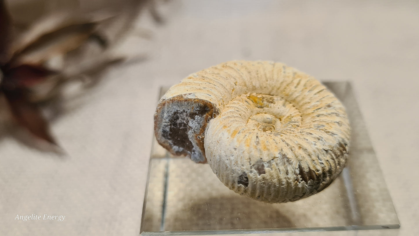 FOSSIL - Ammonite - Raw (xs)