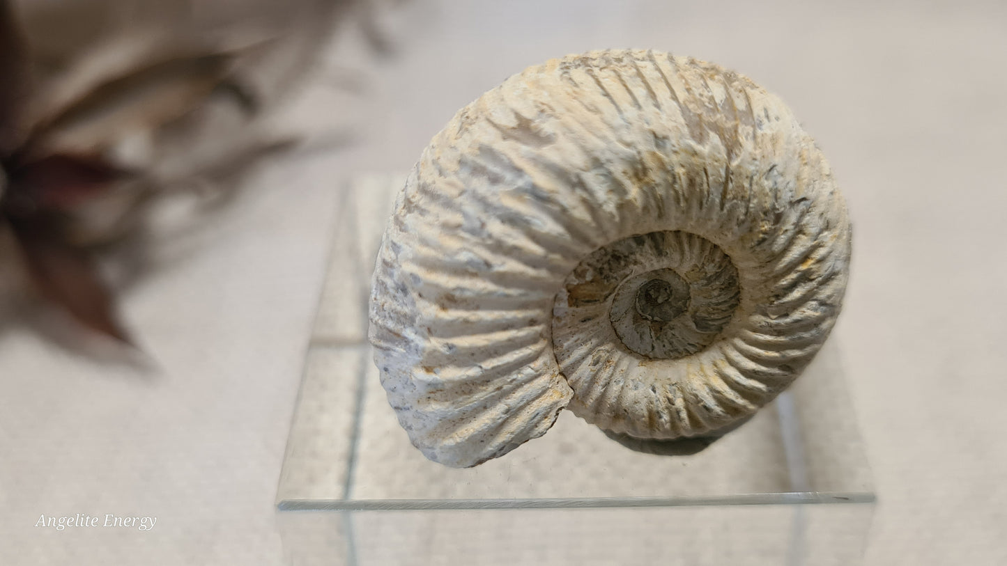 FOSSIL - Ammonite - Raw (xs)