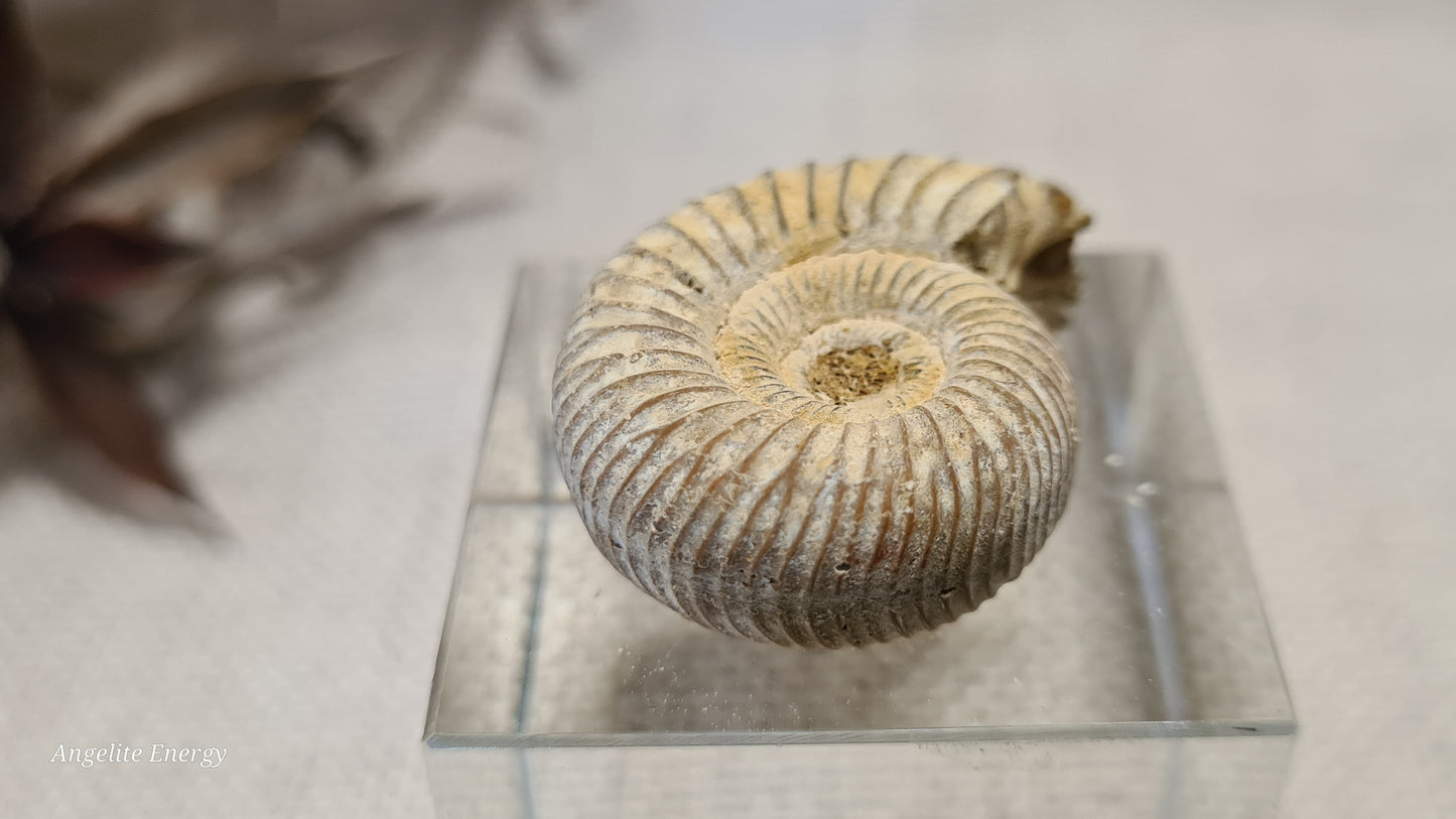 FOSSIL - Ammonite - Raw (xs)
