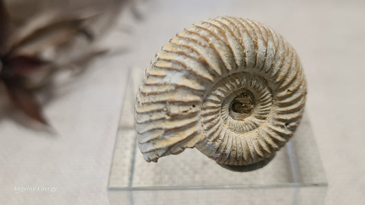 FOSSIL - Ammonite - Raw (xs)