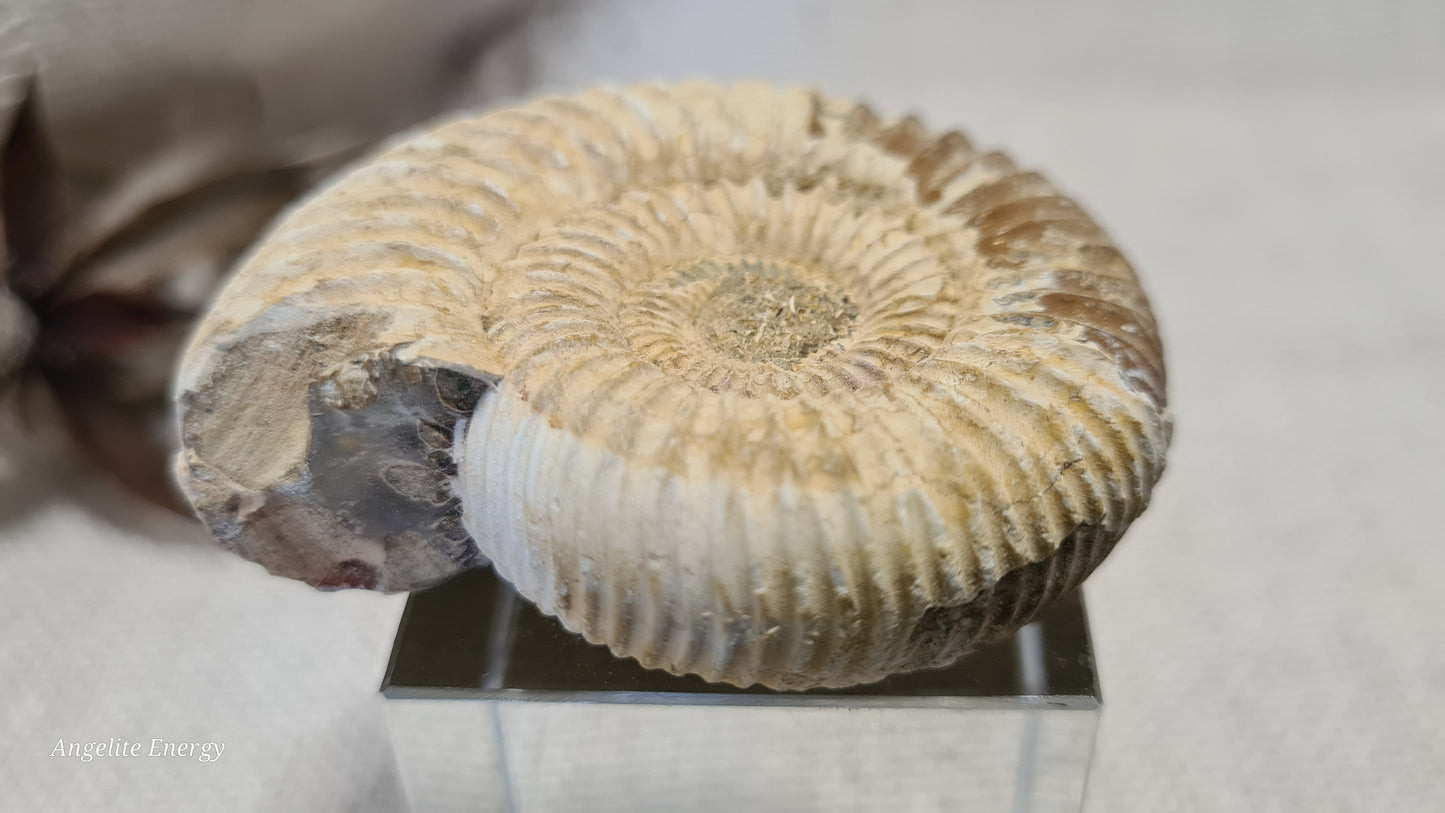 FOSSIL - Ammonite - Raw (med)