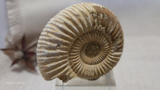 FOSSIL - Ammonite - Raw (med)