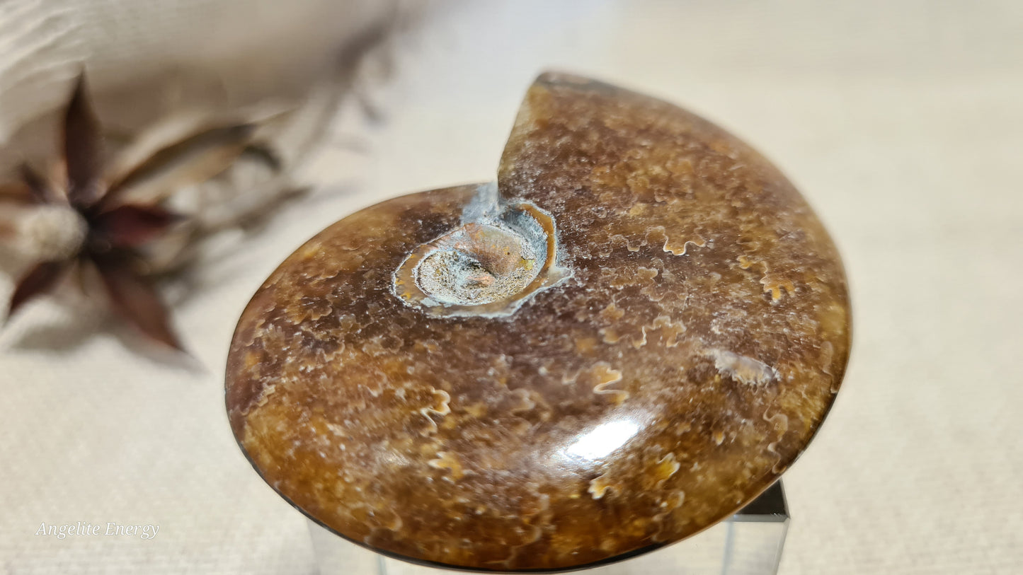 FOSSIL - Ammonite (med)