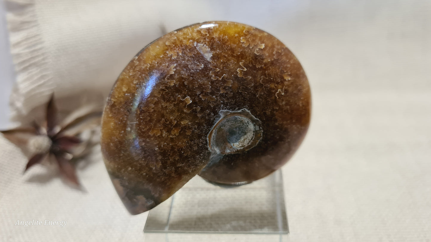FOSSIL - Ammonite (med)