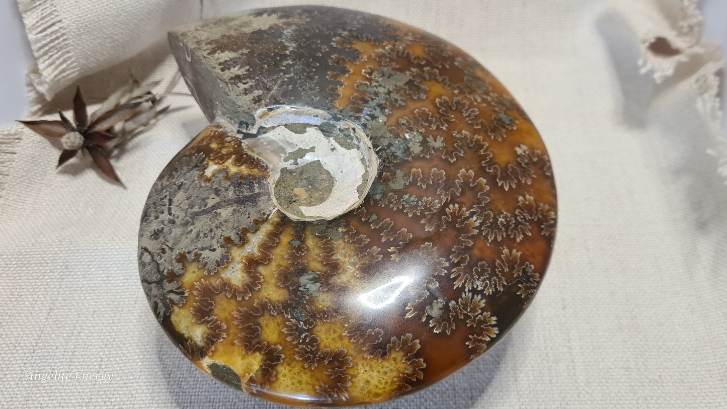 FOSSIL - Ammonite (xlarge)