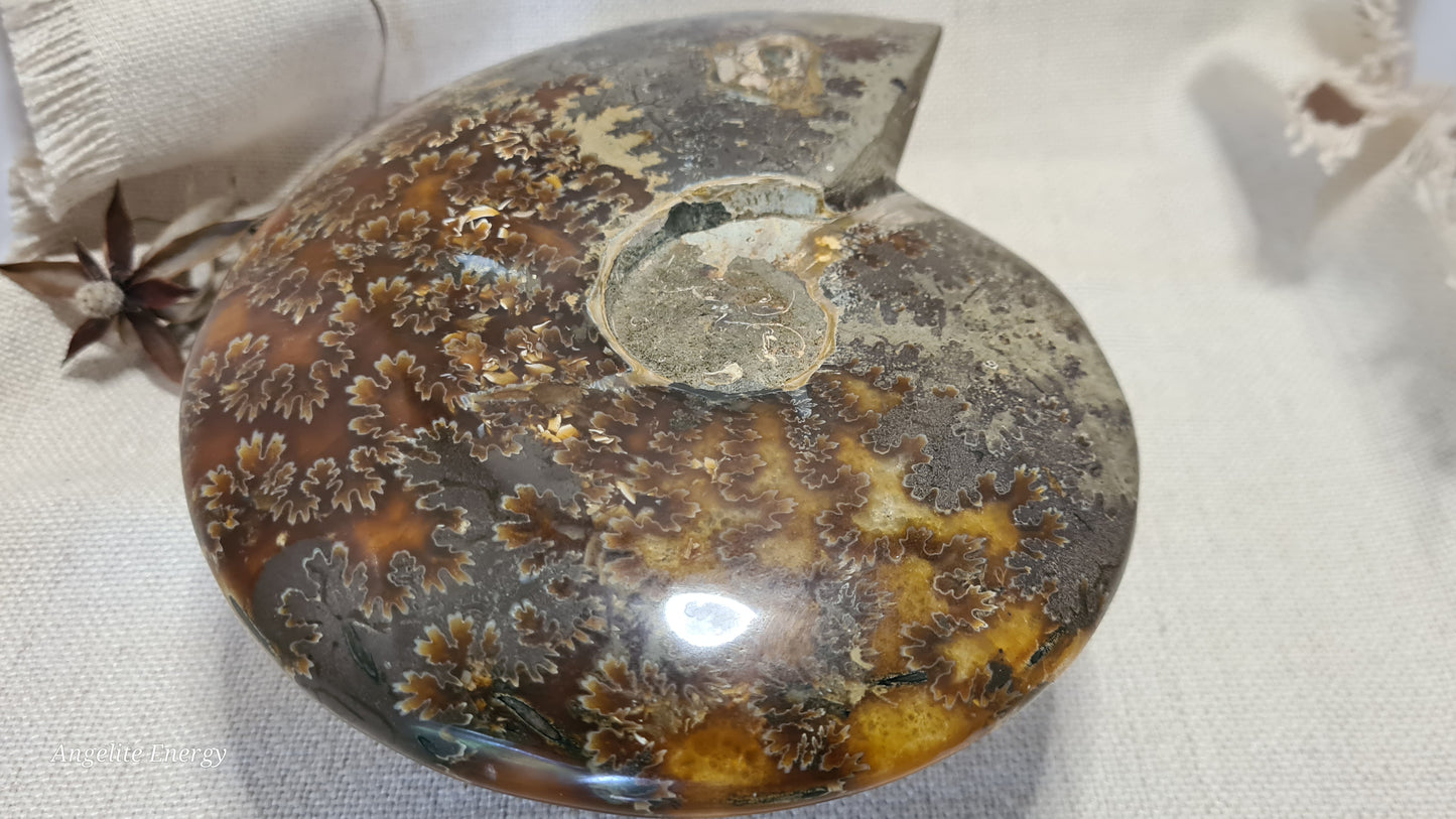 FOSSIL - Ammonite (xlarge)