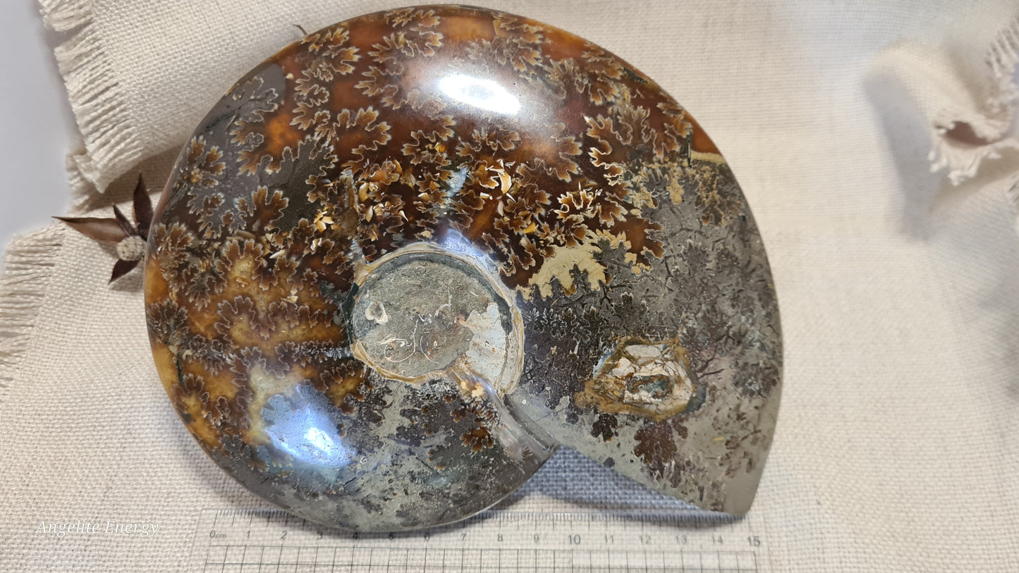 FOSSIL - Ammonite (xlarge)
