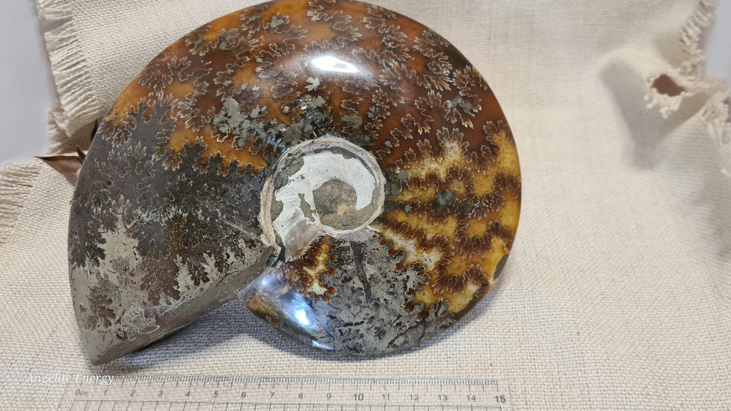 FOSSIL - Ammonite (xlarge)