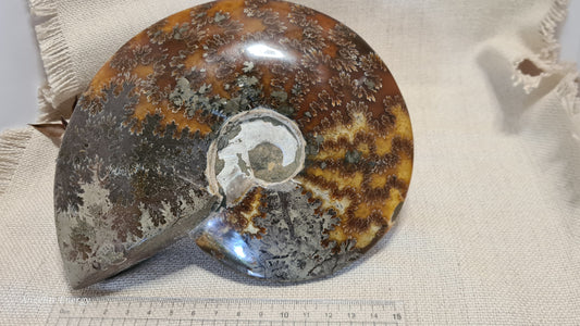 FOSSIL - Ammonite (xlarge)