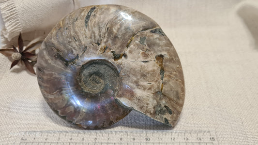 FOSSIL - Ammonite (large)
