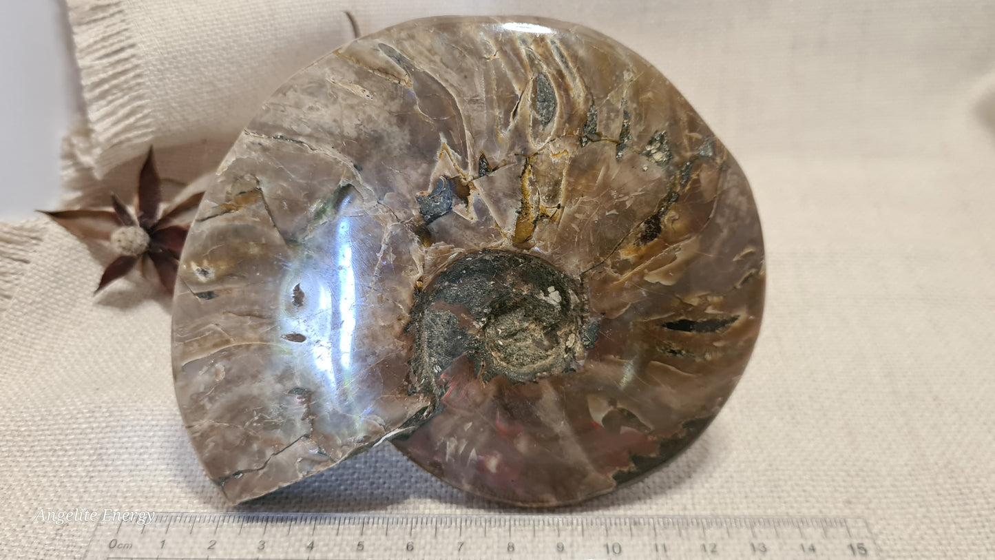 FOSSIL - Ammonite (large)