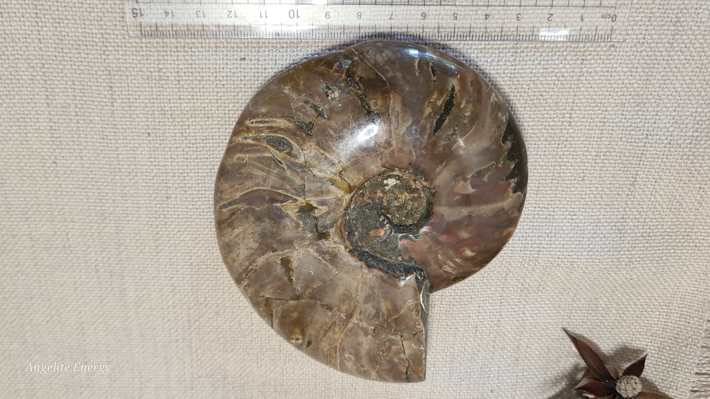 FOSSIL - Ammonite (large)