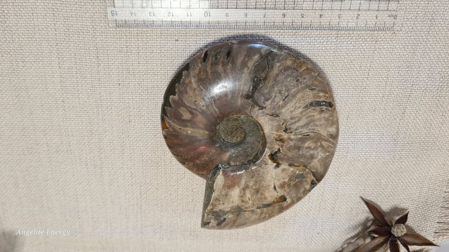 FOSSIL - Ammonite (large)