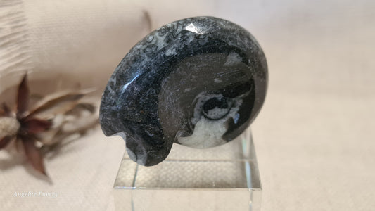 FOSSIL - Goniatite (small)