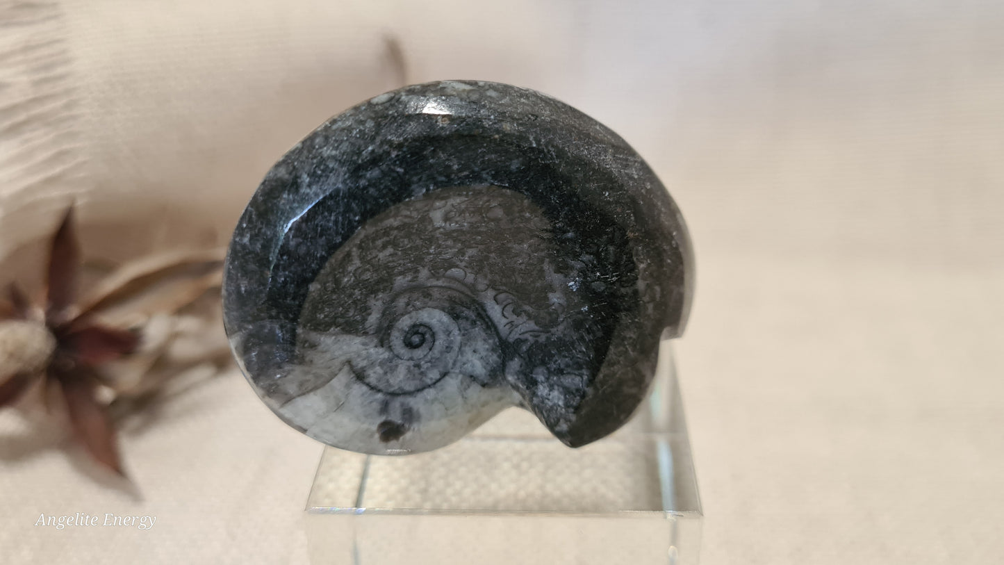 FOSSIL - Goniatite (small)