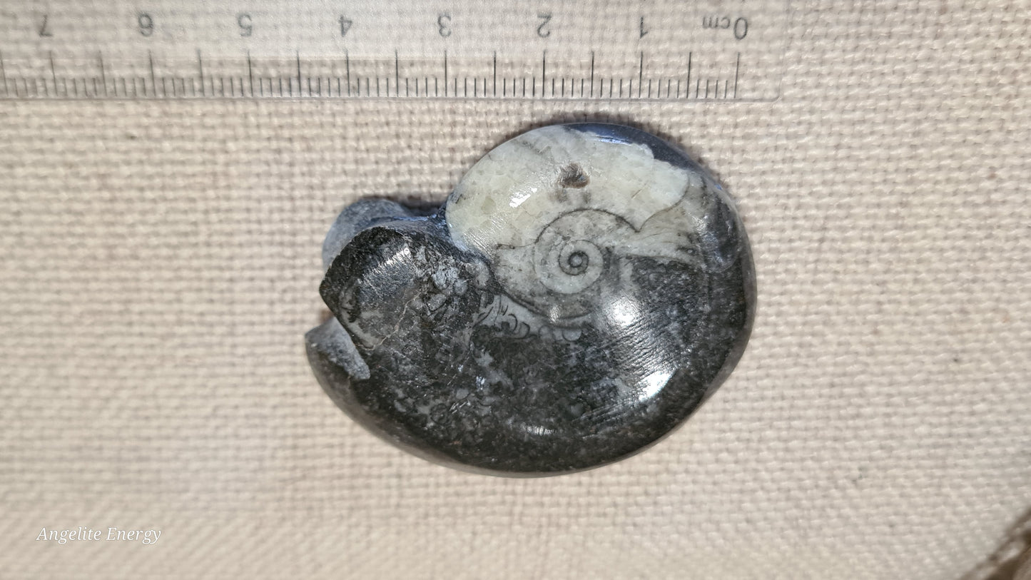 FOSSIL - Goniatite (small)