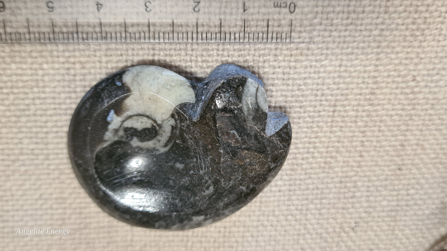 FOSSIL - Goniatite (small)