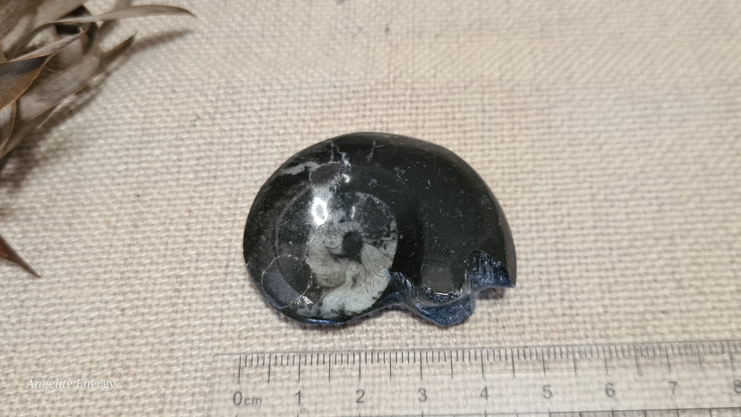 FOSSIL - Goniatite (small)