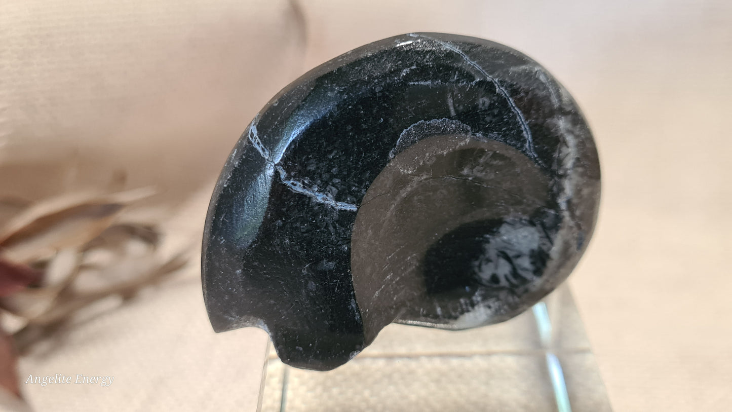 FOSSIL - Goniatite (small)