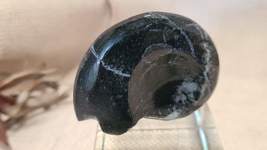 FOSSIL - Goniatite (small)