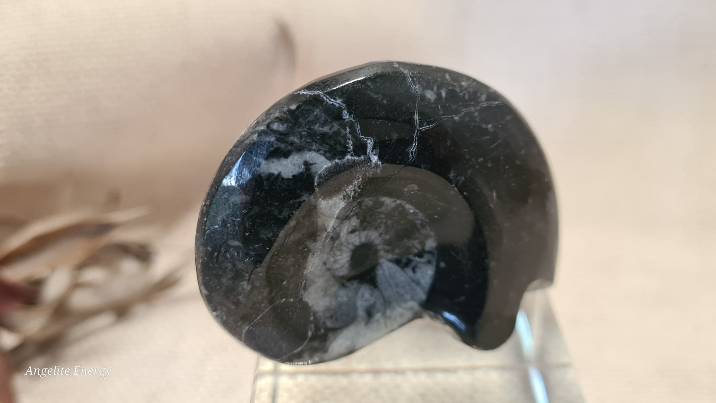 FOSSIL - Goniatite (small)