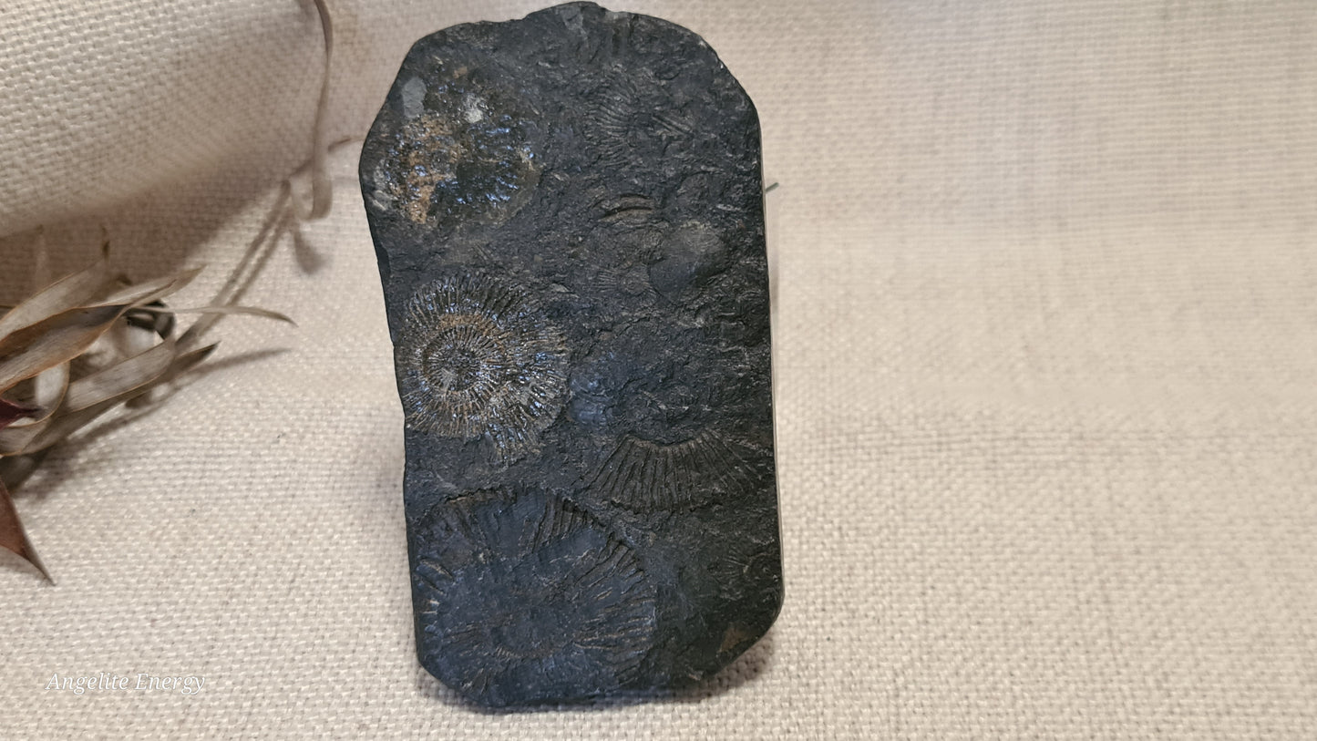 FOSSIL - Ammonite - Raw (on matrix)