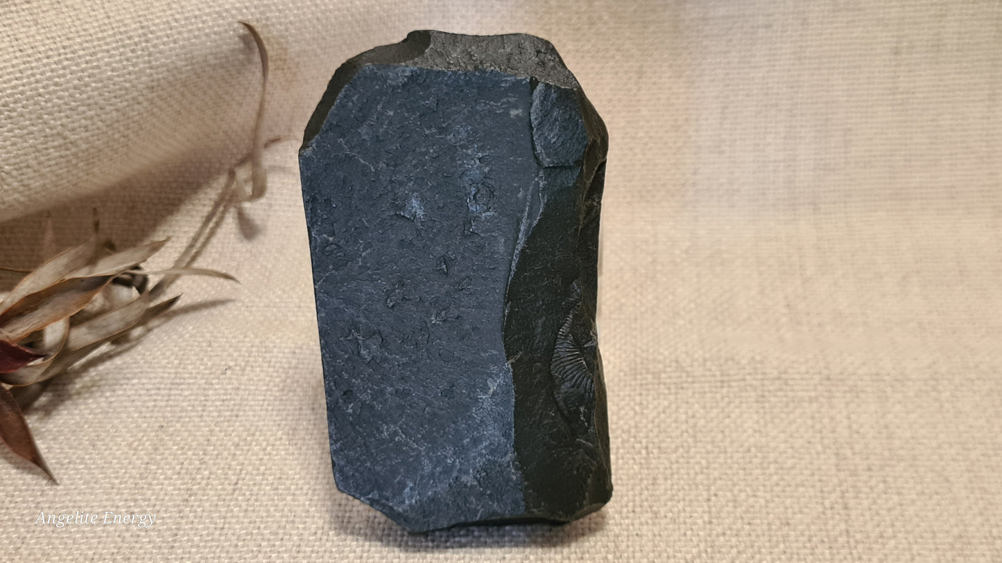 FOSSIL - Ammonite - Raw (on matrix)