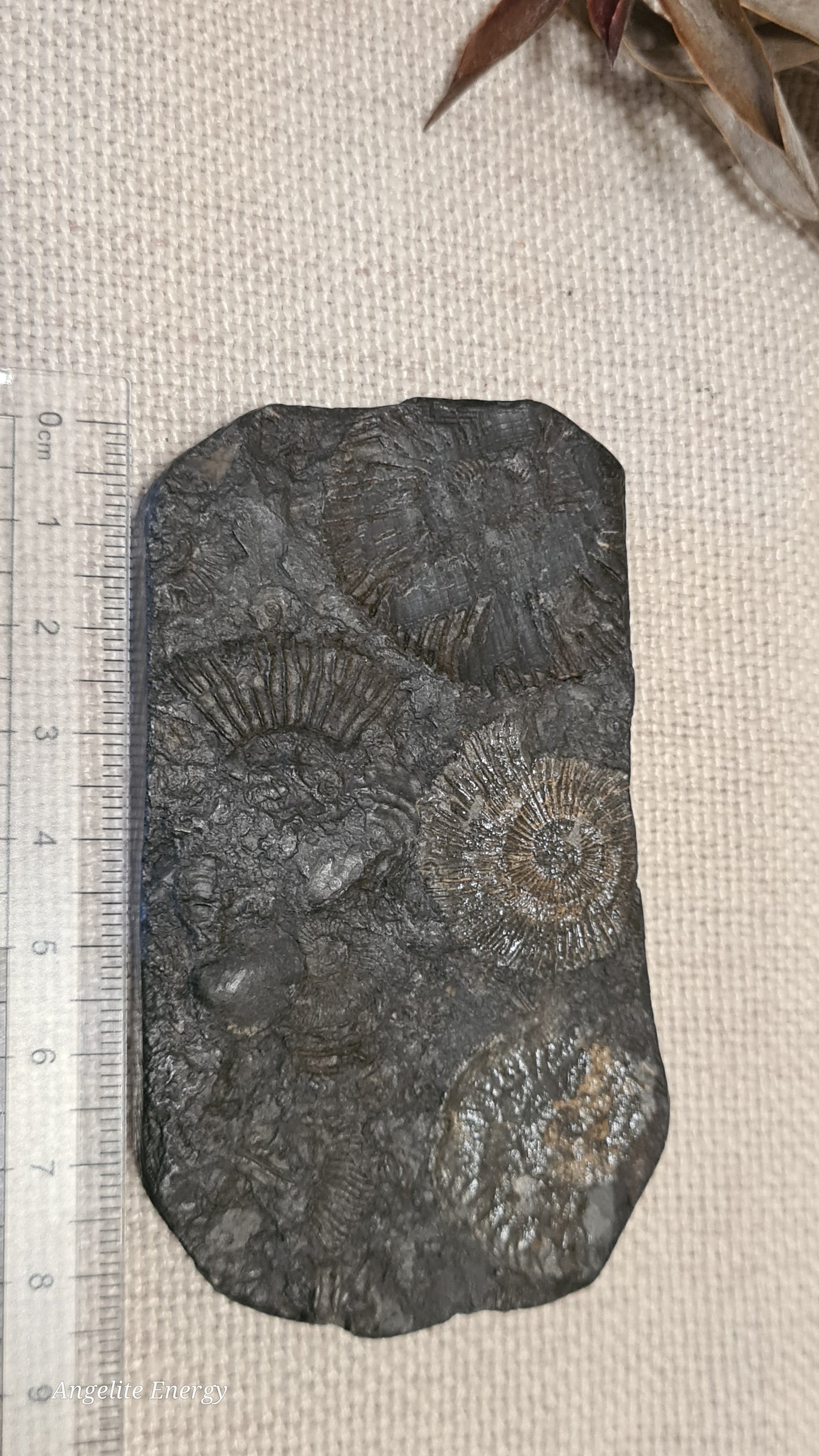 FOSSIL - Ammonite - Raw (on matrix)