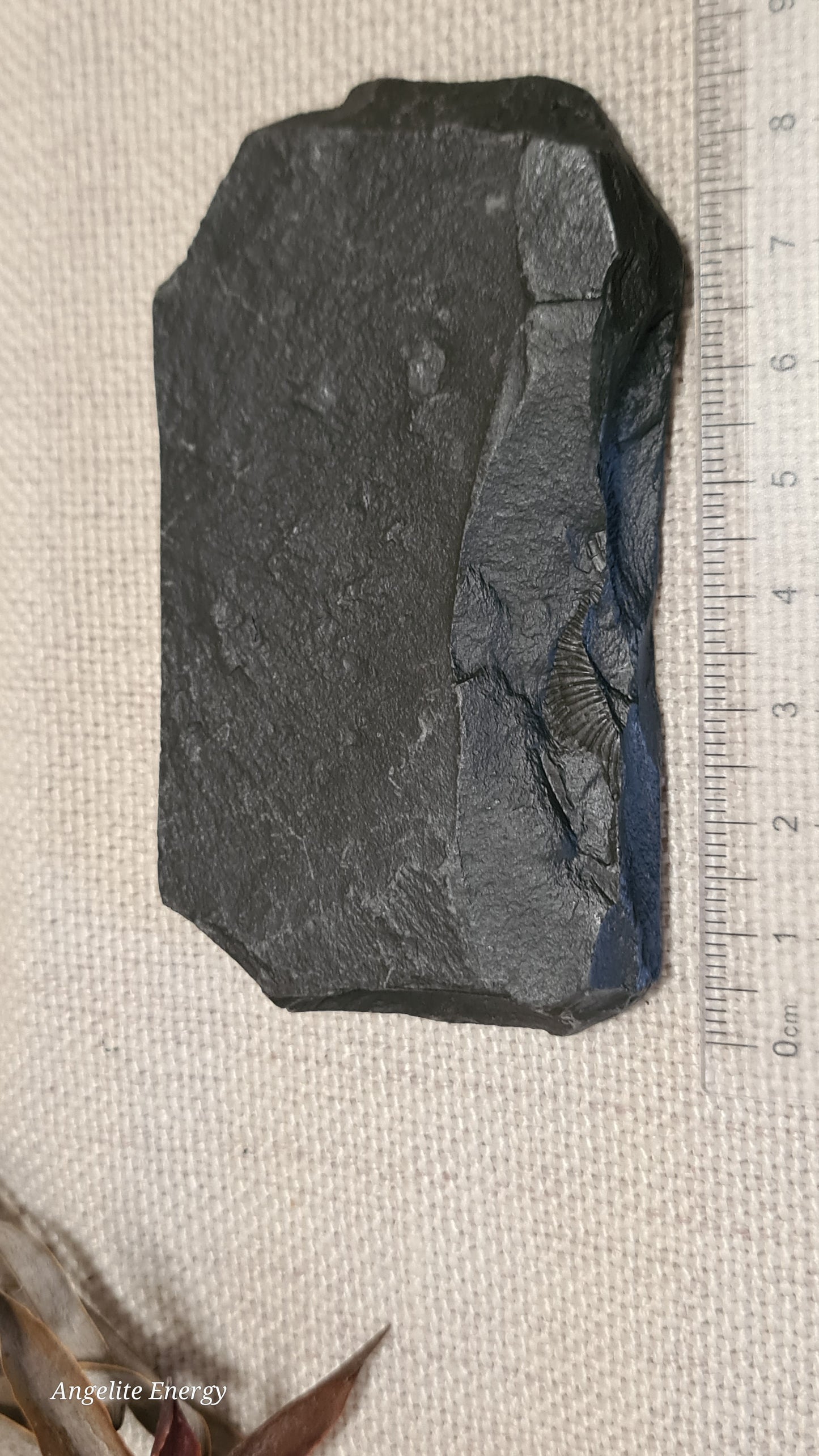 FOSSIL - Ammonite - Raw (on matrix)