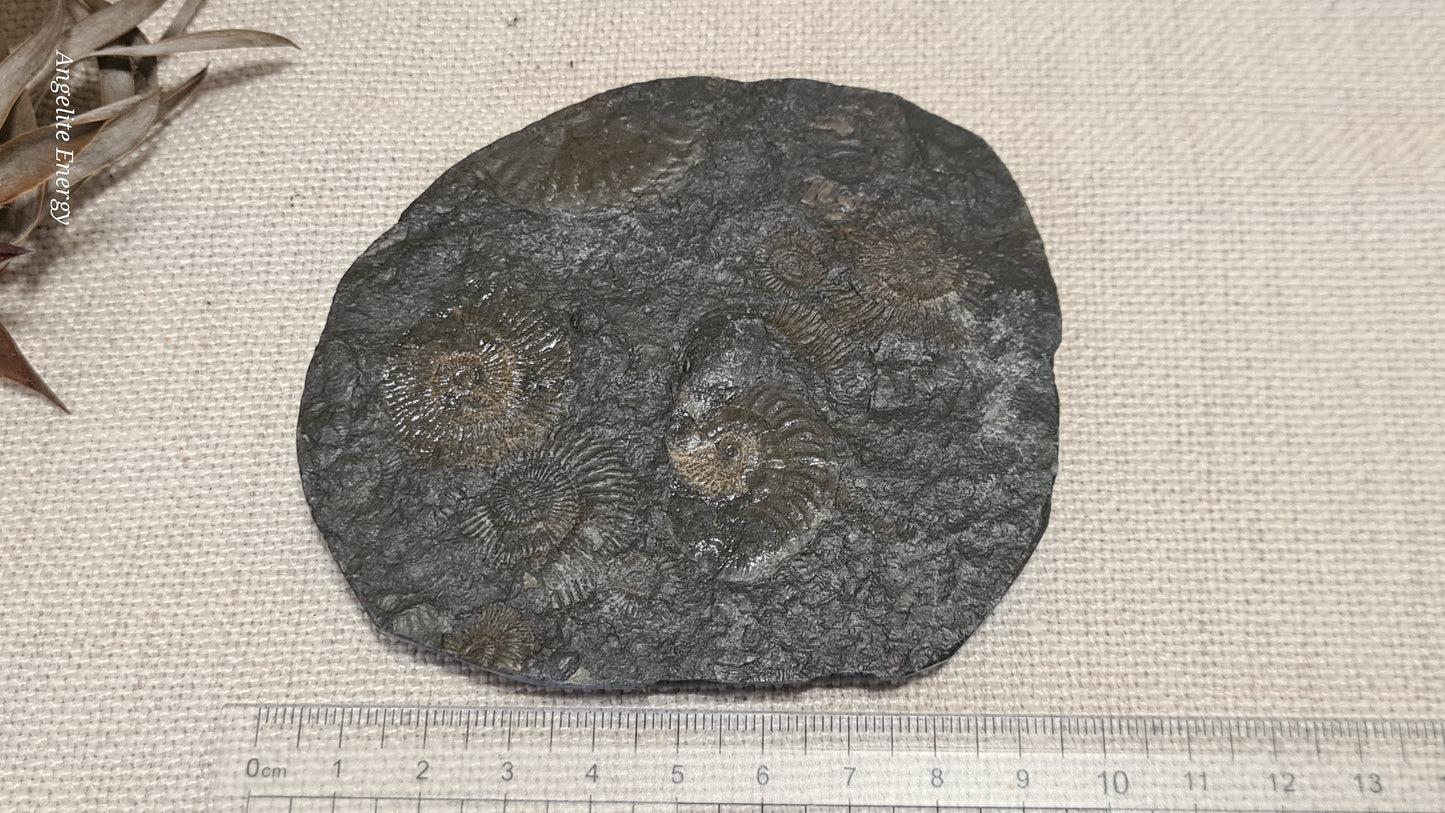 FOSSIL - Ammonite - Raw (on matrix)