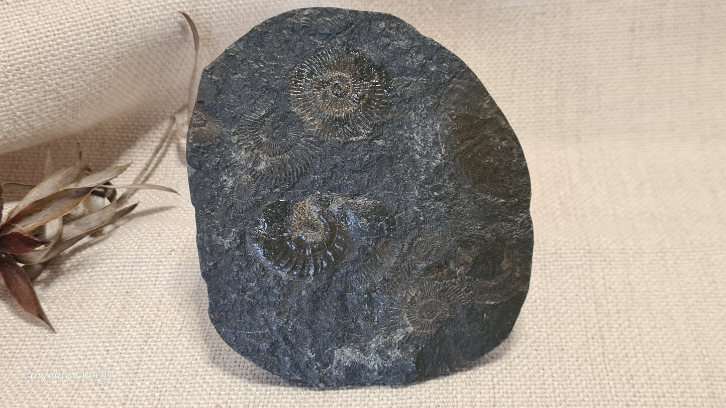 FOSSIL - Ammonite - Raw (on matrix)