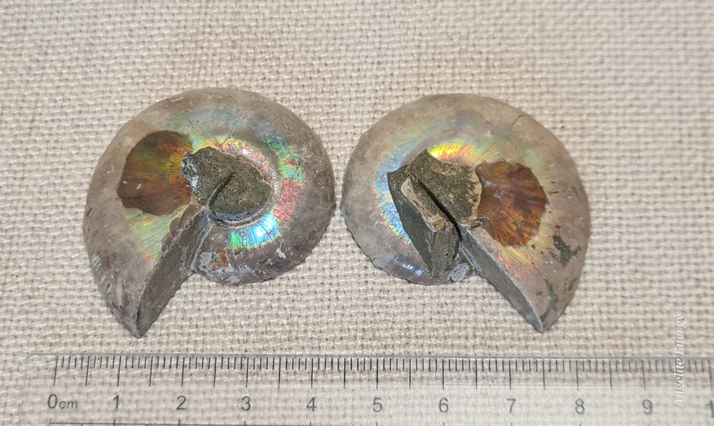 FOSSIL - Ammonite (cut - 2 halves - polished)