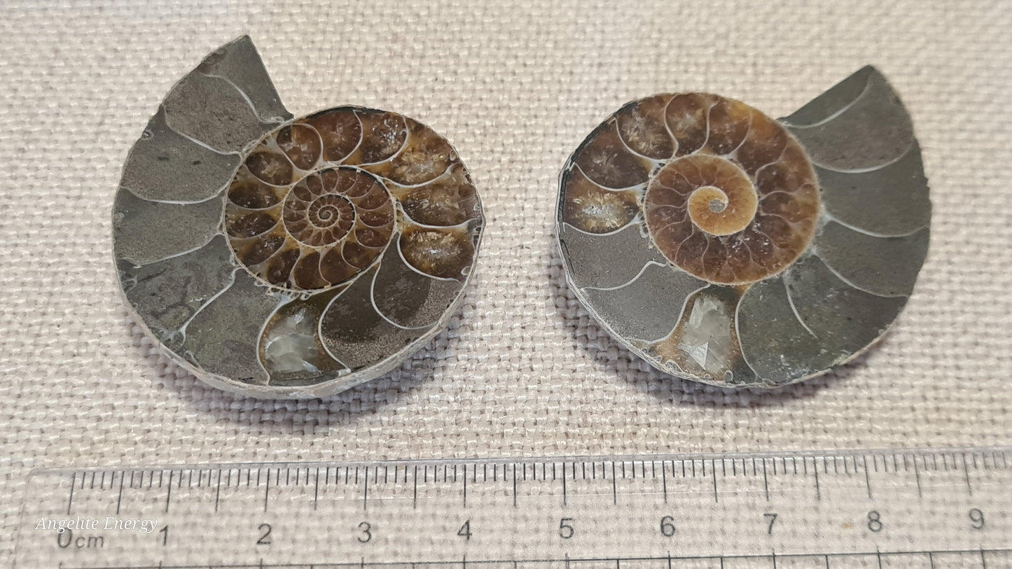 FOSSIL - Ammonite (cut - 2 halves - polished)