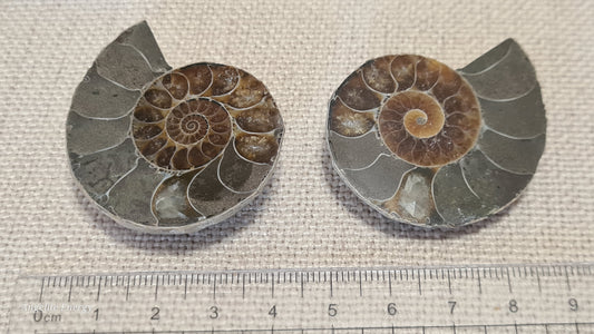 FOSSIL - Ammonite (cut - 2 halves - polished)