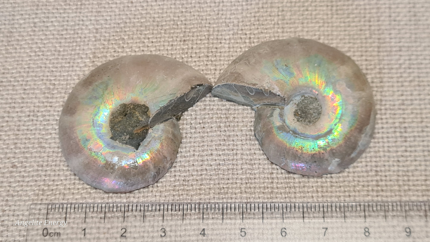 FOSSIL - Ammonite (cut - 2 halves - polished)