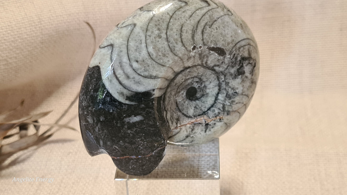 FOSSIL - Goniatite (medium)