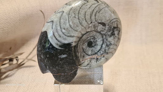 FOSSIL - Goniatite (medium)