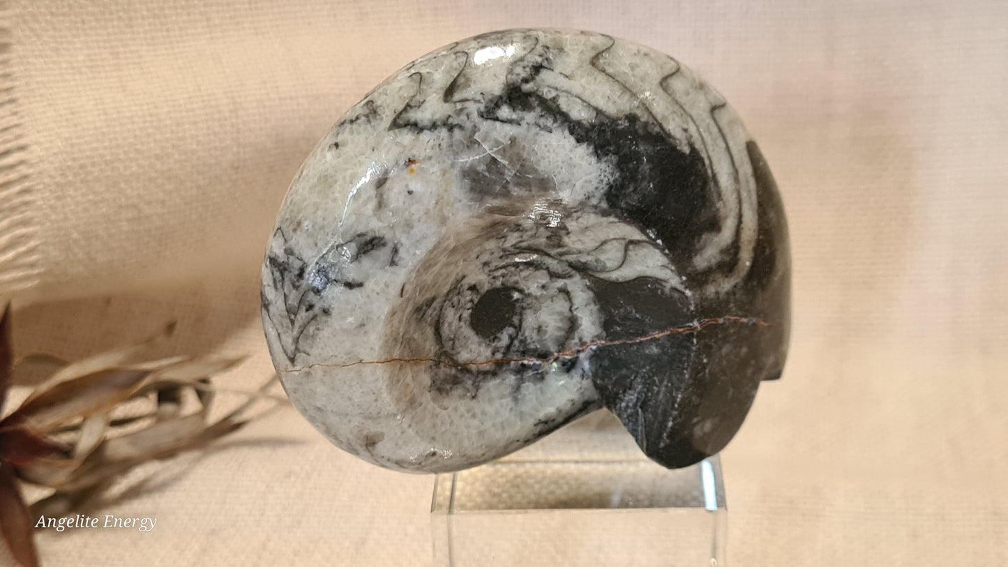 FOSSIL - Goniatite (medium)