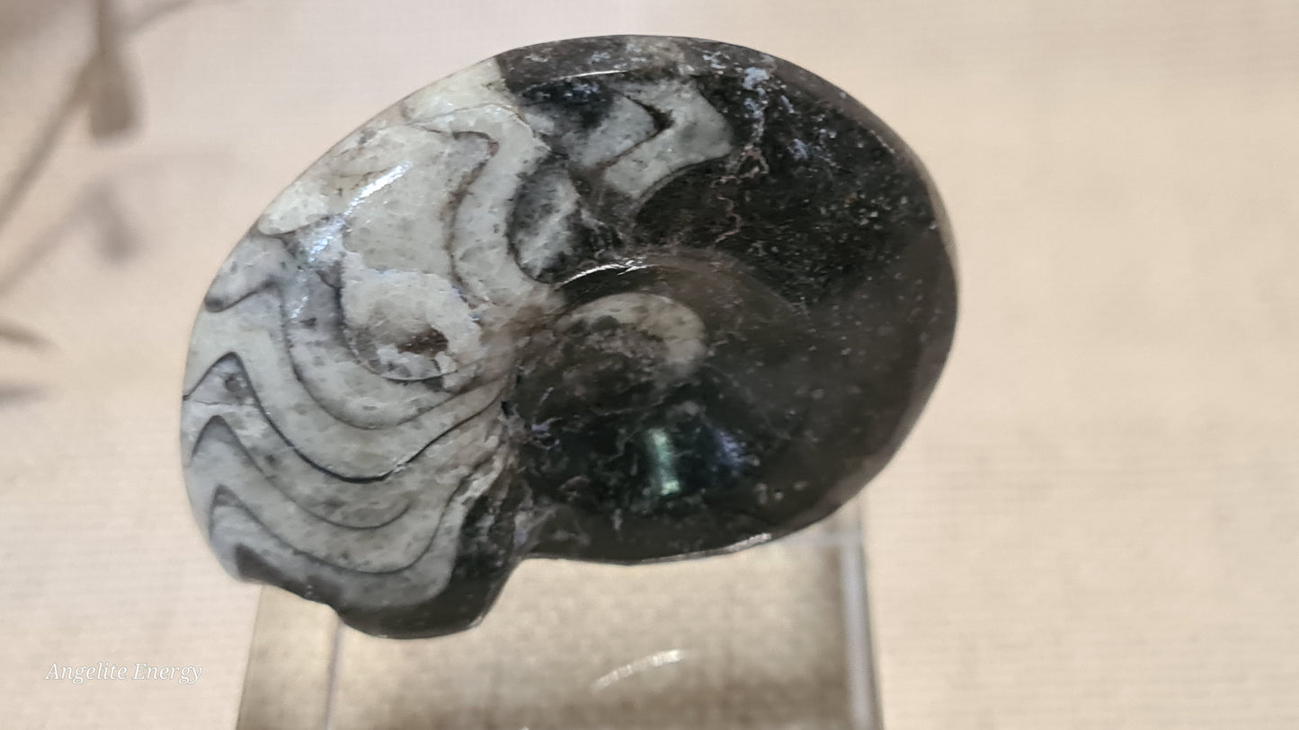 FOSSIL - Goniatite (small)