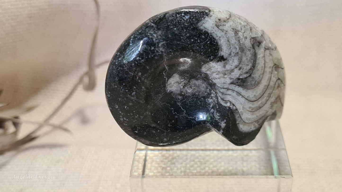 FOSSIL - Goniatite (small)