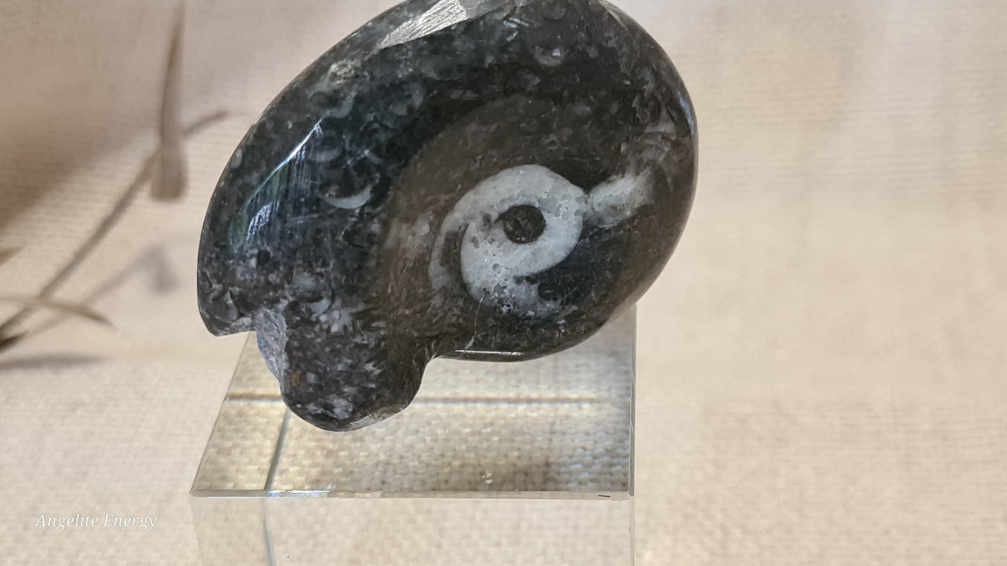 FOSSIL - Goniatite (small)