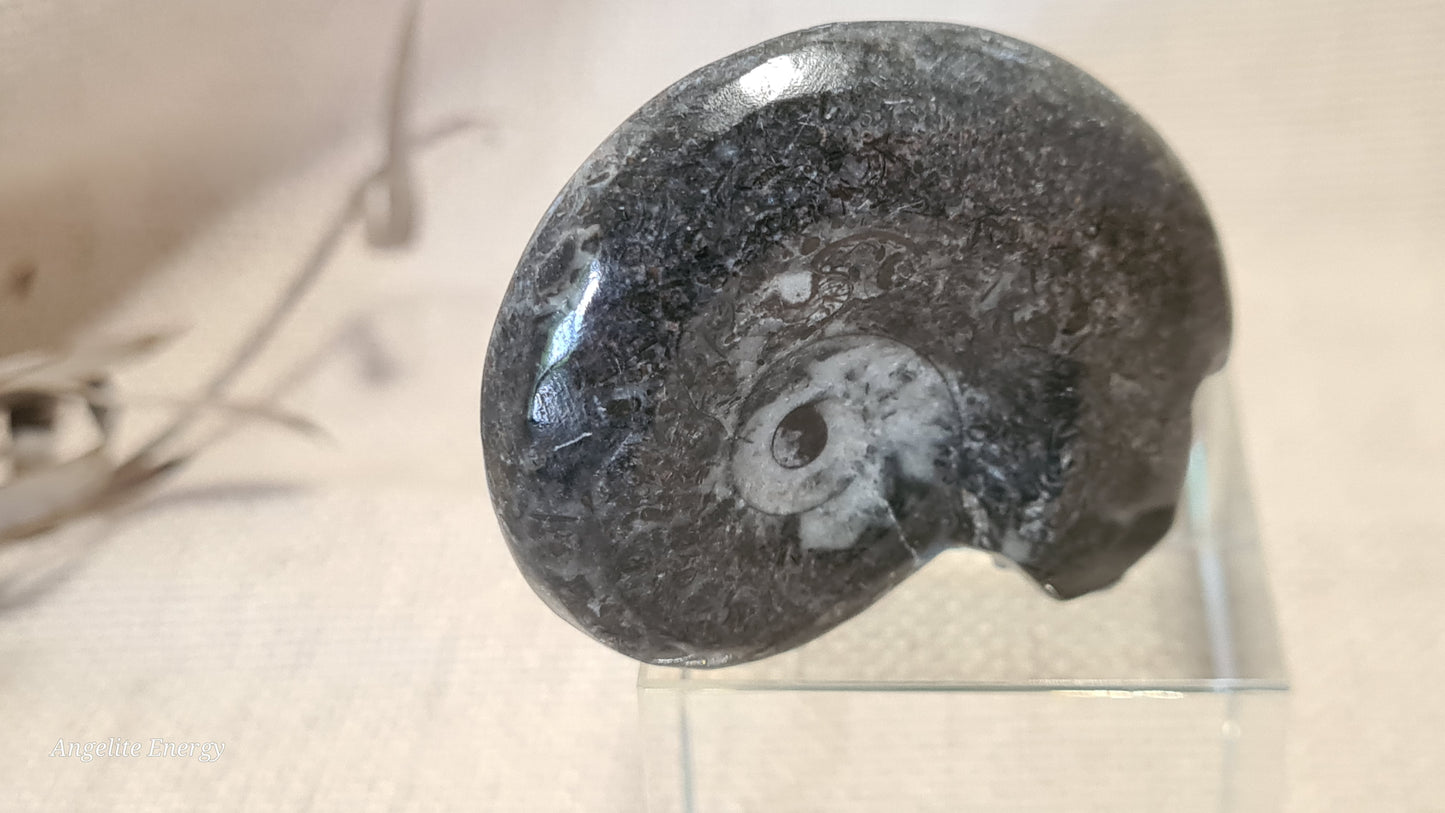 FOSSIL - Goniatite (small)