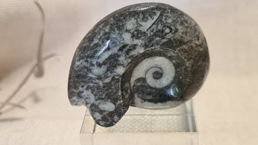 FOSSIL - Goniatite (small)